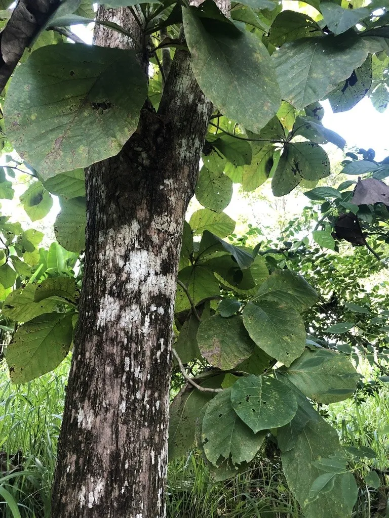 Tectona grandis (Teak)